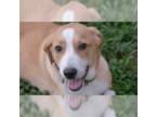Border Collie Mix DOG FOR ADOPTION RGADN-1361316 - Cali - Border Collie / Hound