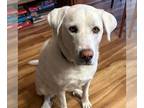 Labrenees DOG FOR ADOPTION RGADN-1361340 - Revel - Labrador Retriever / Great