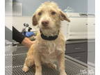 Cairn Terrier Mix DOG FOR ADOPTION RGADN-1361374 - Moosha - Terrier / Cairn