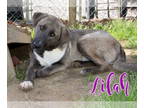 German Shepherd Dog-Huskies Mix DOG FOR ADOPTION RGADN-1361392 - Lilah - Husky /