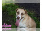 Huskies Mix DOG FOR ADOPTION RGADN-1361394 - Autumn - Hound / Husky / Mixed