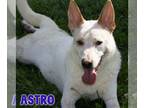 German Shepherd Dog Mix DOG FOR ADOPTION RGADN-1361395 - Astro - German Shepherd