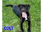 Labrador Retriever Mix DOG FOR ADOPTION RGADN-1361408 - Colt - Labrador