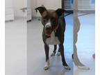 Labrador Retriever DOG FOR ADOPTION RGADN-1361449 - GENEVA - Labrador Retriever