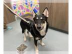 German Shepherd Dog-Huskies Mix DOG FOR ADOPTION RGADN-1361464 - NIKO - Husky /