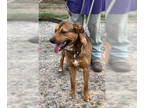 Black Mouth Cur-Rhodesian Ridgeback Mix DOG FOR ADOPTION RGADN-1361467 - Kennedy