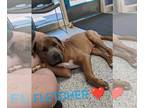 American Pit Bull Terrier Mix DOG FOR ADOPTION RGADN-1361473 - Fletcher -