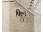 Catahoula Leopard Dog DOG FOR ADOPTION RGADN-1361488 - Ruger - Catahoula Leopard