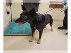 German Shepherd Dog Mix DOG FOR ADOPTION RGADN-1361494 - *BOKO - German Shepherd