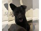Border Collie Mix DOG FOR ADOPTION RGADN-1361562 - ALTA - Border Collie / Mixed