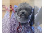 Shih-Poo DOG FOR ADOPTION RGADN-1361591 - Cooper - Poodle (Miniature) / Shih Tzu