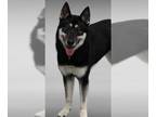 Huskies Mix DOG FOR ADOPTION RGADN-1361695 - Nora - Husky / Mixed Dog For