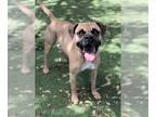 Boxer Mix DOG FOR ADOPTION RGADN-1361730 - TAZ - Boxer / Mixed (medium coat) Dog