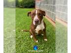 American Pit Bull Terrier DOG FOR ADOPTION RGADN-1361854 - BEATRICE - Pit Bull
