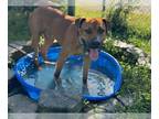 Black Mouth Cur Mix DOG FOR ADOPTION RGADN-1361953 - BLUEBERRY MUFFIN - Black