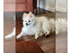 Pomeranian DOG FOR ADOPTION RGADN-1361967 - A043311 - Pomeranian (medium coat)
