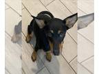 Miniature Pinscher Mix DOG FOR ADOPTION RGADN-1362008 - DIANE - Miniature