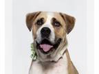 Mastiff Mix DOG FOR ADOPTION RGADN-1362120 - CAROLINA - Mastiff / Mixed (medium