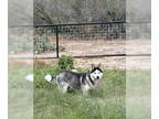 Mix DOG FOR ADOPTION RGADN-1362122 - La Belle - Husky (medium coat) Dog For