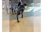 American Staffordshire Terrier Mix DOG FOR ADOPTION RGADN-1362152 - SADIE -