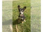 Pembroke Welsh Corgi Mix DOG FOR ADOPTION RGADN-1362159 - Koda - Corgi /