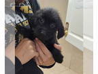 Dachshund Mix DOG FOR ADOPTION RGADN-1362177 - Orphans : Freeway - Terrier /