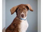 German Shepherd Dog-Huskies Mix DOG FOR ADOPTION RGADN-1362195 - Bees Knees -