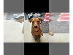 Coonhound Mix DOG FOR ADOPTION RGADN-1362197 - Rugrats2 : Phil - Coonhound /