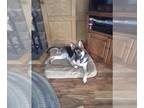 German Shepherd Dog DOG FOR ADOPTION RGADN-1362204 - Kobe - German Shepherd Dog