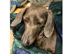 Blue And Mocha, Dachshund For Adoption In Bensalem, Pennsylvania