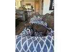 Walker, American Staffordshire Terrier For Adoption In San Juan Capistrano