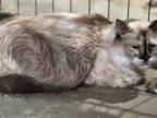 Icee, Ragdoll For Adoption In New Braunfels, Texas