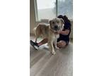 Zeus, Golden Retriever For Adoption In Dana Point, California