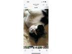 heather And Orca” Bonded Senior Sisters, Domestic Shorthair For Adoption In