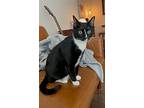 Chevy, Domestic Shorthair For Adoption In Shreveport, Louisiana