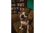 Miss Molly, American Staffordshire Terrier For Adoption In Phenix City, Alabama