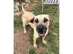 Nevada, Labrador Retriever For Adoption In Carrollton, Georgia