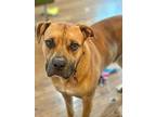 Henry, American Staffordshire Terrier For Adoption In Clinton Township, Michigan