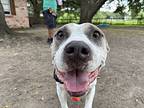 Carlitos The Cuddly Goofball, Staffordshire Bull Terrier For Adoption In Provo