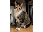 Mabel, Domestic Shorthair For Adoption In Worcester, Massachusetts