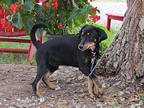 Mandy, Terrier (unknown Type, Medium) For Adoption In Humboldt, Tennessee