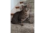 Buzz, Domestic Shorthair For Adoption In Sioux Falls, South Dakota