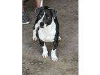 The Duke 60060, American Pit Bull Terrier For Adoption In Pampa, Texas