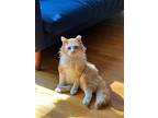 Sumo, Domestic Longhair For Adoption In Pawtucket, Rhode Island