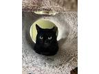 Wayne, Domestic Shorthair For Adoption In Pawtucket, Rhode Island