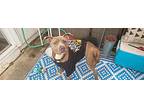 Saint, Staffordshire Bull Terrier For Adoption In Beverly Hills, California