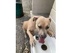 Salome, Staffordshire Bull Terrier For Adoption In Beverly Hills, California