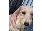 Benjamina, Wheaten Terrier For Adoption In Beverly Hills, California