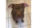 Tiger, Staffordshire Bull Terrier For Adoption In Beverly Hills, California