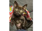 6875 Orion, Domestic Shorthair For Adoption In Hartwell, Georgia